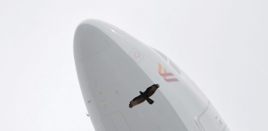 Se inaugura «Imaginaris multiespècies» mañana en La Capella (Barcelona)