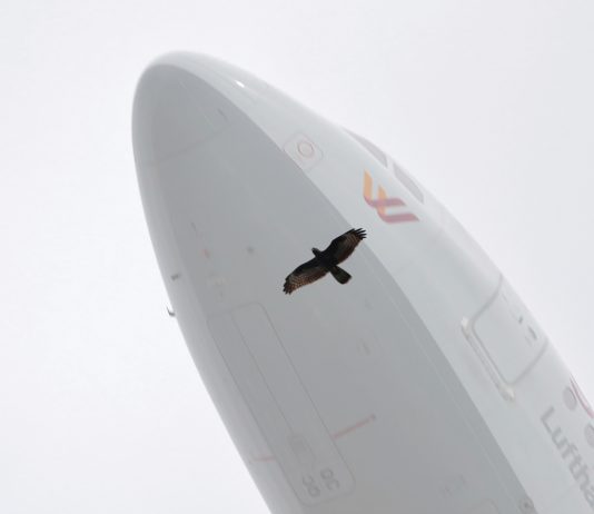 Se inaugura «Imaginaris multiespècies» mañana en La Capella (Barcelona)