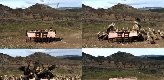 Greta Alfaro: el placer de destruir