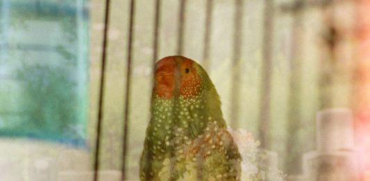 Carolina Ciuti comisaría un proyecto de Basim Magdy para LOOP Barcelona