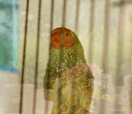 Carolina Ciuti comisaría un proyecto de Basim Magdy para LOOP Barcelona