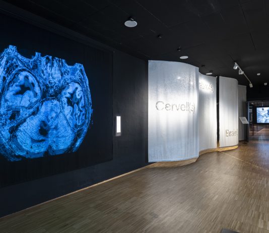 Últimos días para ver ‘Cervell(s)’ en el CCCB (Barcelona)