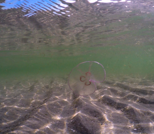 El MACBA (Barcelona) acoge ‘Corpus Infinitum’ de Denise Ferreira da Silva y Arjuna Neuman