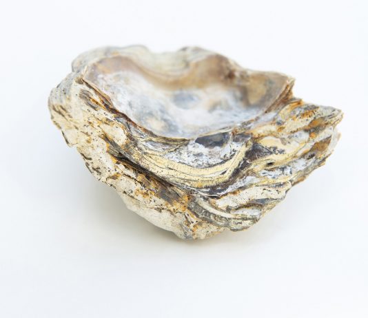 Galería de Arte A Ciegas (Madrid) inaugura la exposición ‘Entorno Inmediato’ de Valeria Real