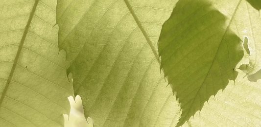 La 21ª edición de la Feria LOOP abres sus puertas en el Almanac Barcelona