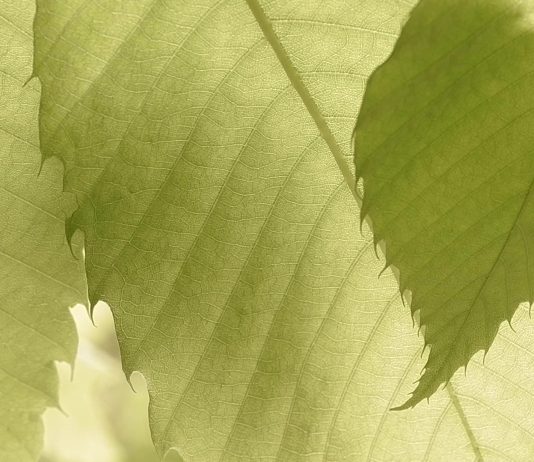 La 21ª edición de la Feria LOOP abres sus puertas en el Almanac Barcelona