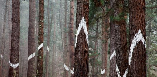 Fallece Agustín Ibarrola, artista universal y referente de la vanguardia española