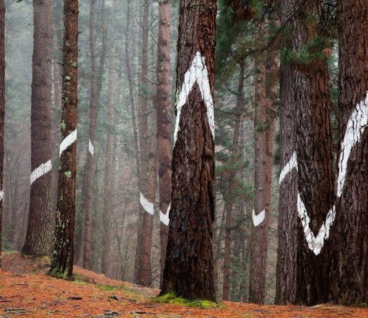 Fallece Agustín Ibarrola, artista universal y referente de la vanguardia española