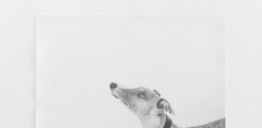 La naturaleza de Jochen Lempert en ProjecteSD (Barcelona)