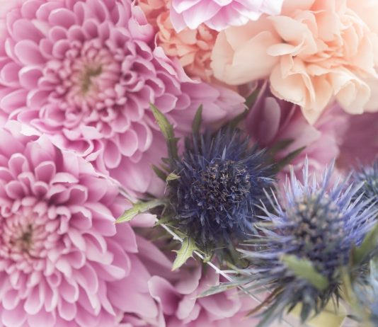 Arranca FLORA 2024 (Córdoba), con una edición dedicada a las multiespecies