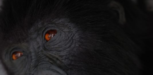 El Museo Helga de Alvear (Cáceres) presenta ‘Gruñidos, silbidos, gemidos, ladridos y gritos’ la primera exposición dedicada a Ryan Gander