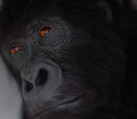 El Museo Helga de Alvear (Cáceres) presenta ‘Gruñidos, silbidos, gemidos, ladridos y gritos’ la primera exposición dedicada a Ryan Gander