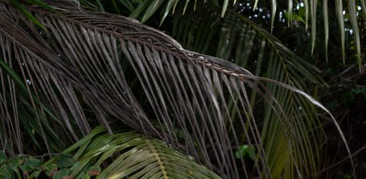 Bana Bha Meheba presenta ‘En busca del Jengu’ en Tangent Projects (Barcelona)