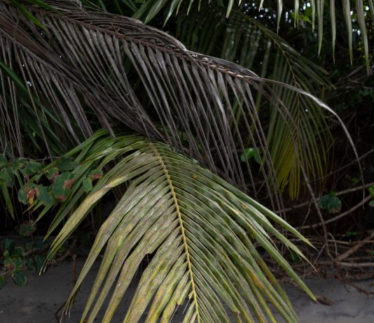 Bana Bha Meheba presenta ‘En busca del Jengu’ en Tangent Projects (Barcelona)