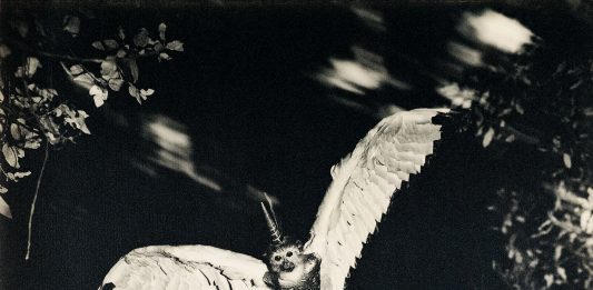 Joan Fontcuberta presenta ‘Monstrorum historia’ en Kutxa Fundazioa Tabakalera (San Sebastián)