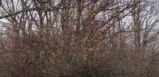 La Fundació Joan Miró (Barcelona) inaugura ‘Ver en natural’ de Paula García-Masedo