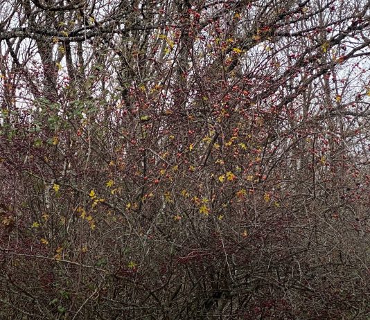 La Fundació Joan Miró (Barcelona) inaugura ‘Ver en natural’ de Paula García-Masedo