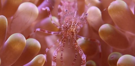 TBA21 participa en la Conferencia de Naciones Unidas sobre los Océanos (Niza)