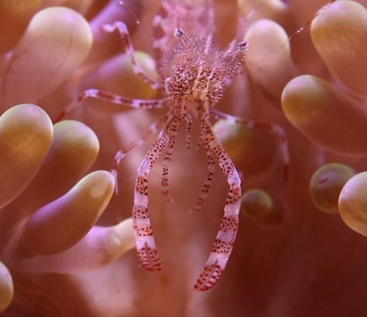 TBA21 participa en la Conferencia de Naciones Unidas sobre los Océanos (Niza)