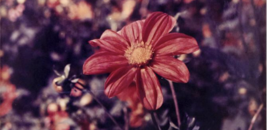 Llega a Tabakalera (San Sebastián) el festival ‘Musika dena eta ez dena’