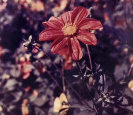 Llega a Tabakalera (San Sebastián) el festival ‘Musika dena eta ez dena’