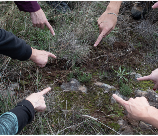 Concomitentes lanza Micelio