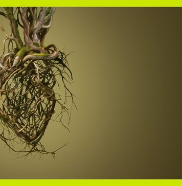 ‘Rodoreda, un bosque’: el territorio salvaje de la palabra en el CCCB (Barcelona)