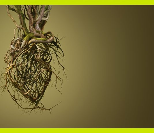 ‘Rodoreda, un bosque’: el territorio salvaje de la palabra en el CCCB (Barcelona)