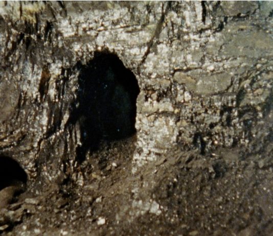 Sadia Pineda Hameed – ‘Senyals’