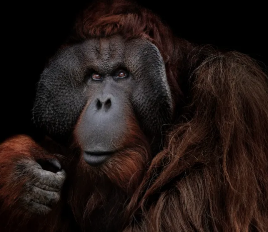 Estela de Castro – ‘The Animals’