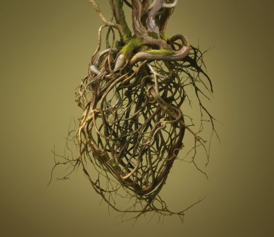 Exposición colectiva – ‘Rodoreda, un bosque’