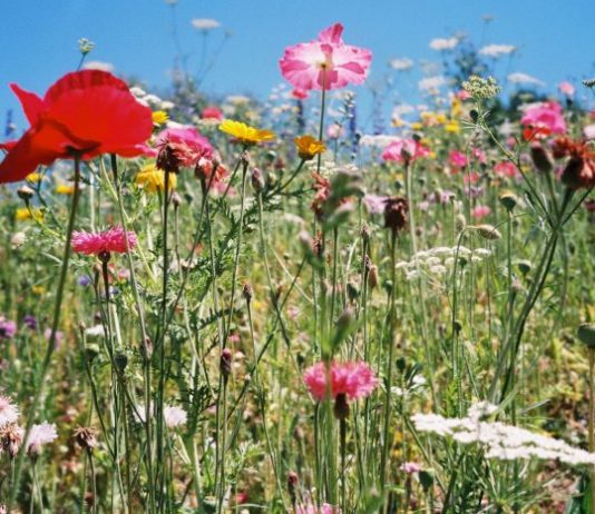 Asilvestradas – Rosa Codina